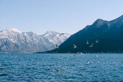 Seagulls flying over sea and mountains