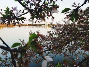 Reflection of trees in lake against sky