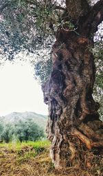 View of tree trunk on field