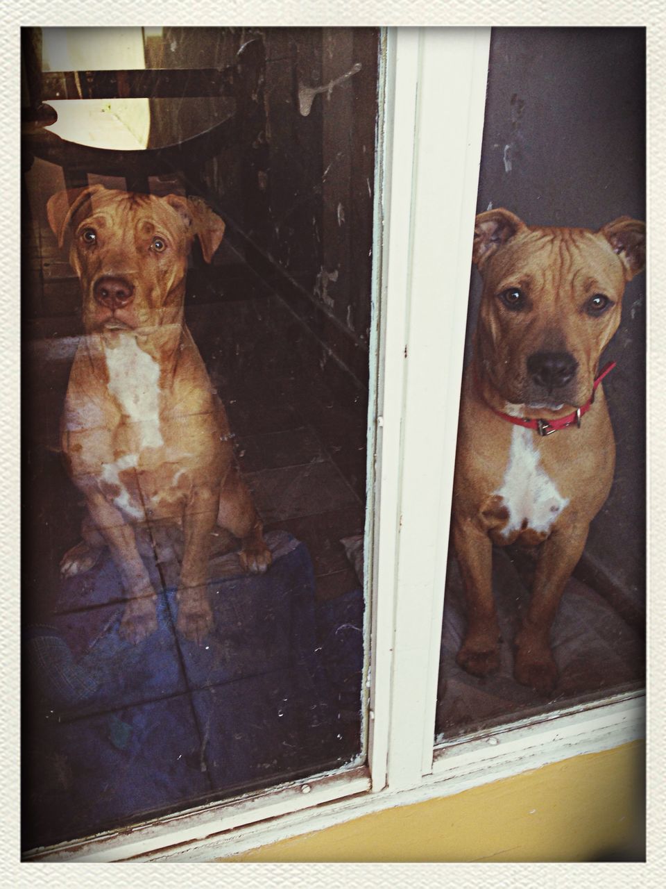 domestic animals, pets, transfer print, animal themes, mammal, one animal, dog, auto post production filter, indoors, portrait, looking at camera, cat, window, domestic cat, door, house, two animals, no people, zoology, day