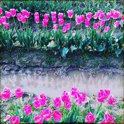 Close-up of pink flowers