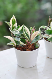 Close-up of succulent plant in pot