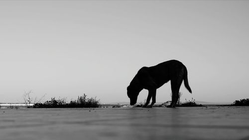 View of elephant on beach against sky