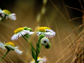 Close-up of white flowering plant