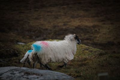 Dog standing on grass