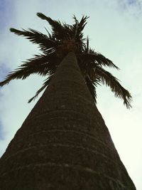 Low angle view of palm tree against sky