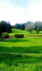 View of trees in grassy field against cloudy sky