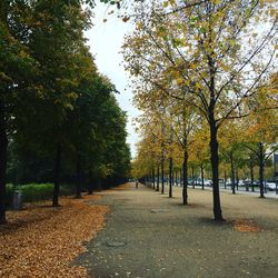 Road passing through forest