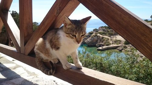 Close-up of cat sitting on wooden railing