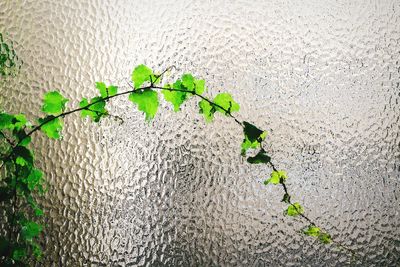 Close-up of plant growing on wall