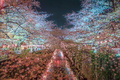 Cherry blossoms along the meguro river, tokyo japan at night