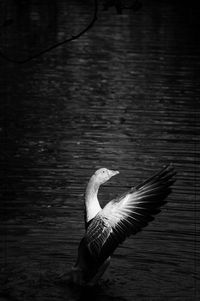 Close-up of goose in water