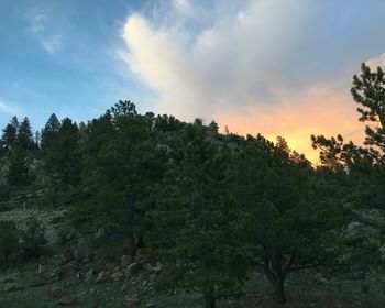 Scenic view of forest against sky at sunset