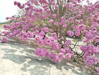 Close-up of pink cherry blossom in park