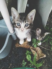 Portrait of cat sitting outdoors