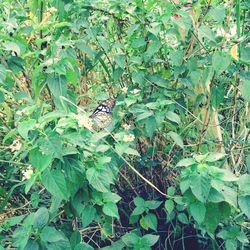 Plants growing on a tree