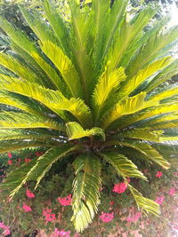 Plants growing on a tree