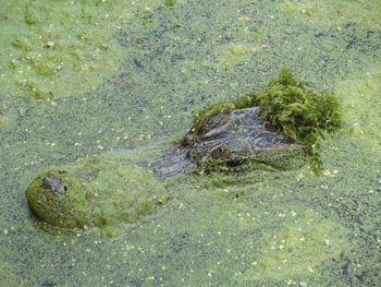 View of rocks in water