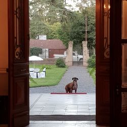 Dog sitting in front of building