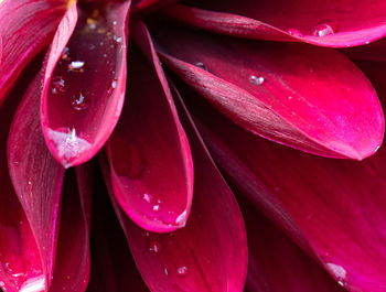Close-up of wet pink rose flower