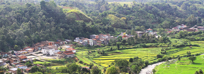 High angle view of trees and houses in village