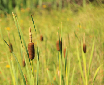 Close-up of plant on field