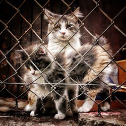 Portrait of cat in cage