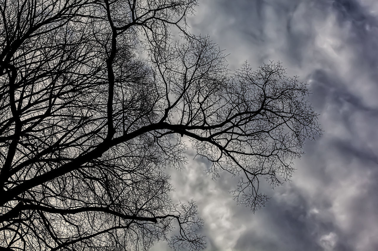 LOW ANGLE VIEW OF SILHOUETTE TREES AGAINST SKY