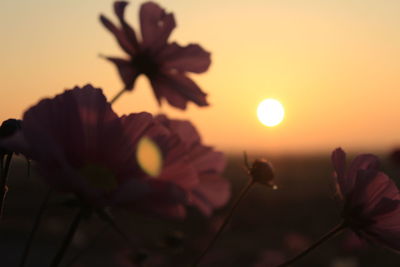 Close-up of orange flowers blooming against sky during sunset