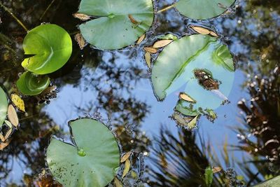 Plant growing in water