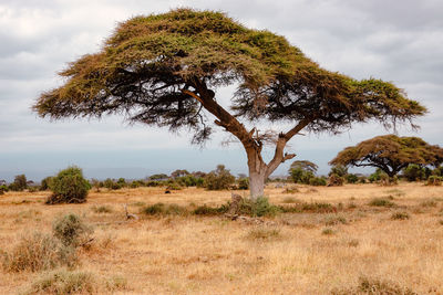 Umbrella thorn acacia trees in the savannah grassland landscapes of amboseli national park in kenya