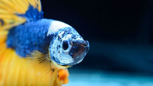 Close-up of fish swimming in sea