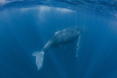 Close-up of swimming in sea