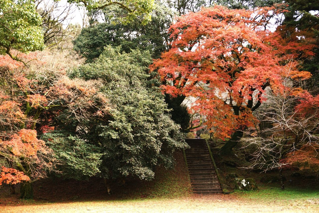 tree, growth, nature, beauty in nature, sunlight, orange color, red, day, no people, outdoors, branch