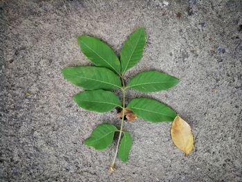 High angle view of plant growing on land