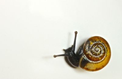Close-up of snail on white background