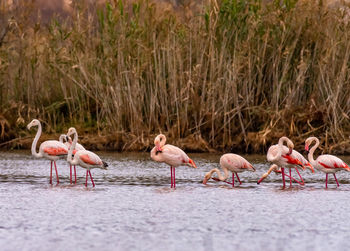 View of flamingos on riverbank