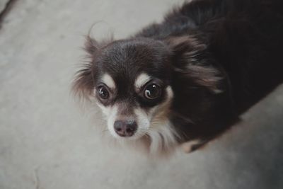 Close-up portrait of a dog