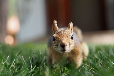 Close-up portrait of squirrel on grassy field