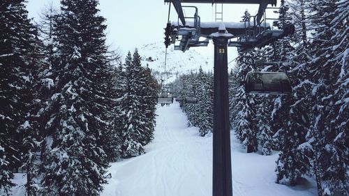 Snow covered trees