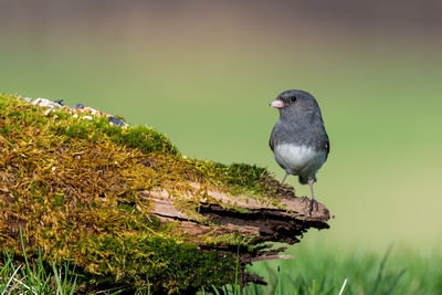 Close-up of bird perching on a land