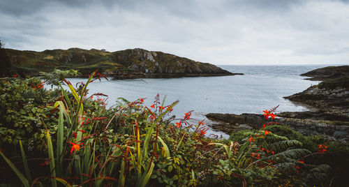 Flowers in horseshoe bay, sherkin island, cork, ireland