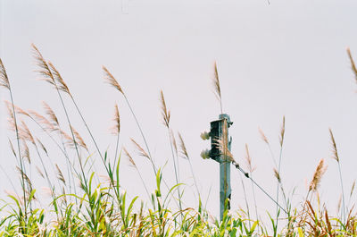 Plants growing on field against clear sky