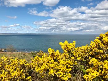 Yellow flowering plants by sea against sky