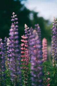 Close-up of lavender flowers