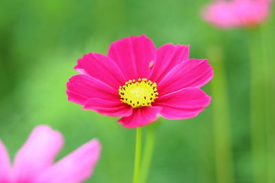 Close-up of pink flower