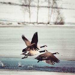 Bird flying over water