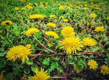 Close-up of yellow flowers blooming in field