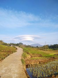 Scenic view of agricultural field against sky