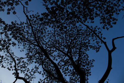 Low angle view of silhouette tree against clear sky